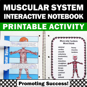 Preview of Muscular System 4th 5th Grade Science Interactive Notebook Human Body Activities