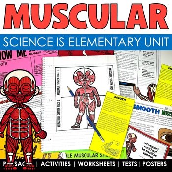 Preview of Muscular System Human Body Systems Worksheets Passages and Graphic Organizers