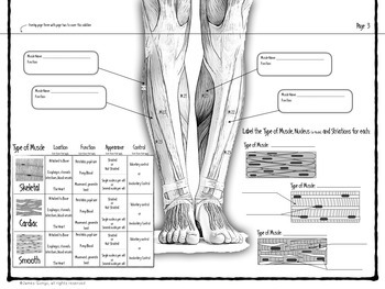 Muscular System Infographic by James Gonyo | Teachers Pay Teachers