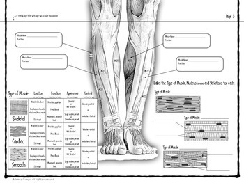 Muscular System Infographic by James Gonyo | Teachers Pay ...