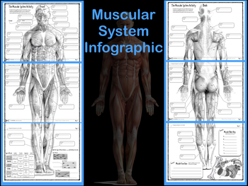 Preview of Muscular System Infographic