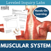 Muscular System Inquiry Labs