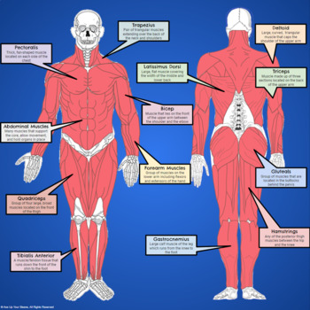 Interactive Guide to the Muscular System