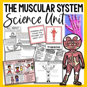 Preview of Muscles of the Human Body - Muscular System Activities