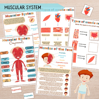 Preview of Muscular System Kid Learning Binder, Muscle Diagram, Human Anatomy Activity