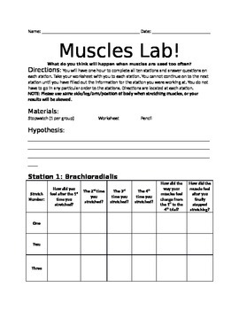 Preview of Muscular System Lab