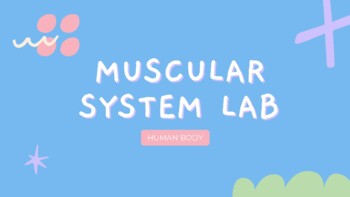 Preview of Muscular System Lab