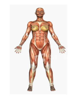 Human Body Muscle Labeled