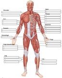 Muscular System Labeling - Digital - Fillable Word Docs an
