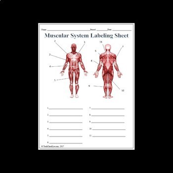 Muscular System Labeling Worksheet by TechCheck Lessons | TpT