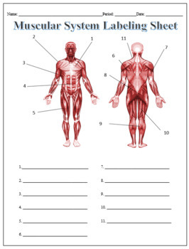 Preview of Muscular System Labeling Worksheet for Google Slides - Science | Anatomy
