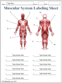 Muscular System Labeling Worksheet for Google Slides Science Anatomy