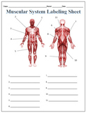 Muscular System Labeling Worksheet for Google Slides - Sci