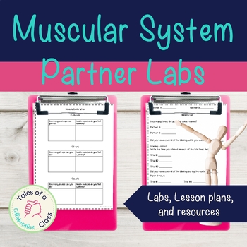 Preview of Muscular System Labs