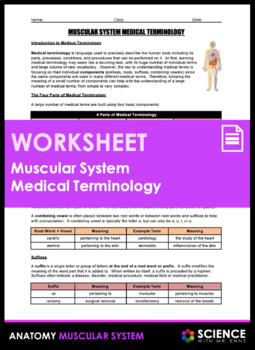 Preview of Muscular System Medical Terminology of Prefixes Suffixes & Word Roots