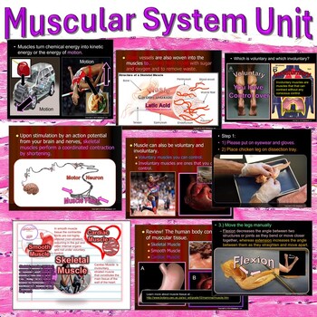 Preview of Muscular System Unit