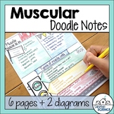 Muscular System Doodle Notes & Diagrams - Distance Learning