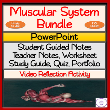 Muscular System NO PREP Bundle: PowerPoint, Guided Notes, Activity ...