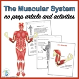 Muscular System Nonfiction Article and Activities