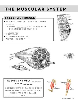 how muscles work in pairs