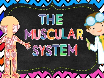 Preview of Muscular System Pack: PowerPoint, Student Notes, Fold-Ups  and Thinking Routines