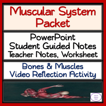 Muscular System Packet: PowerPoint, Guided Notes ...