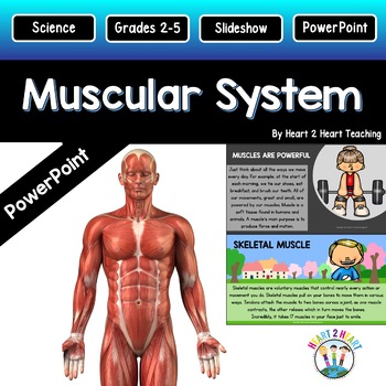 Preview of Muscular System PowerPoint Presentation