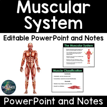 Preview of Muscular System - PowerPoint and Notes