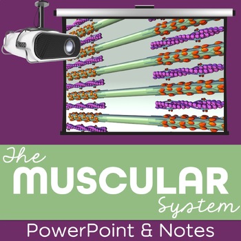 Preview of Muscular System PowerPoint and Notes