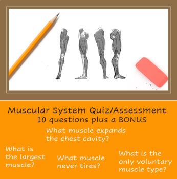 Preview of Muscular System Quiz