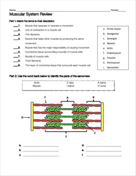 Muscular System Review Worksheet by Biology with Brynn and Jack | TpT