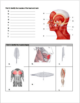 Muscular System Review Worksheet by Biology with Brynn and Jack | TpT