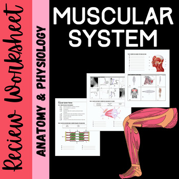 Preview of Muscular System Review Worksheet