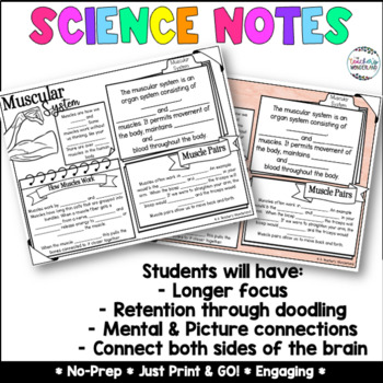 Muscular System Science Notes by A Teacher's Wonderland | TpT