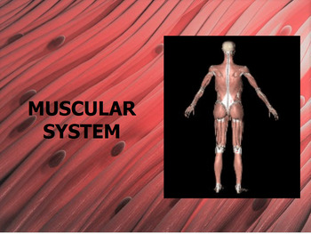 Preview of Muscular System Slide presentation, Study Guide and Test