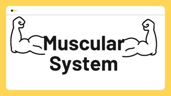 Preview of Muscular System Slides