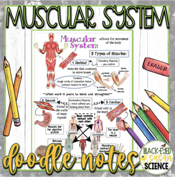 Preview of Muscular System Doodle Notes & Quiz