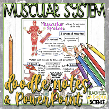Preview of Muscular System Doodle Notes & Quiz + PowerPoint