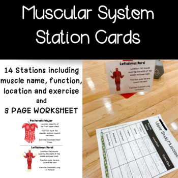 Preview of Muscular System Station Cards and Worksheet for PE or Health