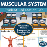 Muscular System Student-Led Station Lab