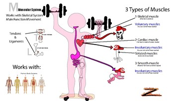 Preview of Muscular System - Supplemental Aid and Key (Body Systems)