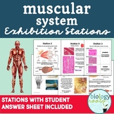 Muscular System Exhibition Stations