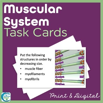 Preview of Muscular System Task Cards - Anatomy and Physiology Activity