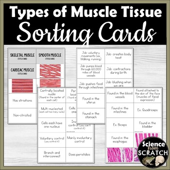 Preview of Muscular System: Types of Muscle Tissue Sorting Cards