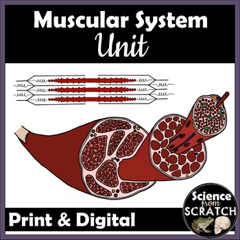 Preview of Muscular System Unit for Anatomy