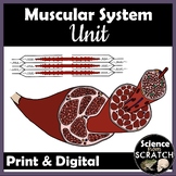 Muscular System Unit for Anatomy