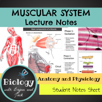 Preview of Muscular System Unit Notes