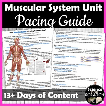 Preview of Muscular System Unit Pacing Guide