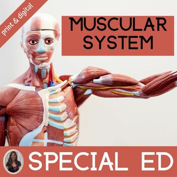 Preview of Muscular System Activities Anatomy and Physiology Curriculum Special Education