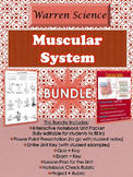 Muscular System Unit *BUNDLE *(Unit 5 in Series)